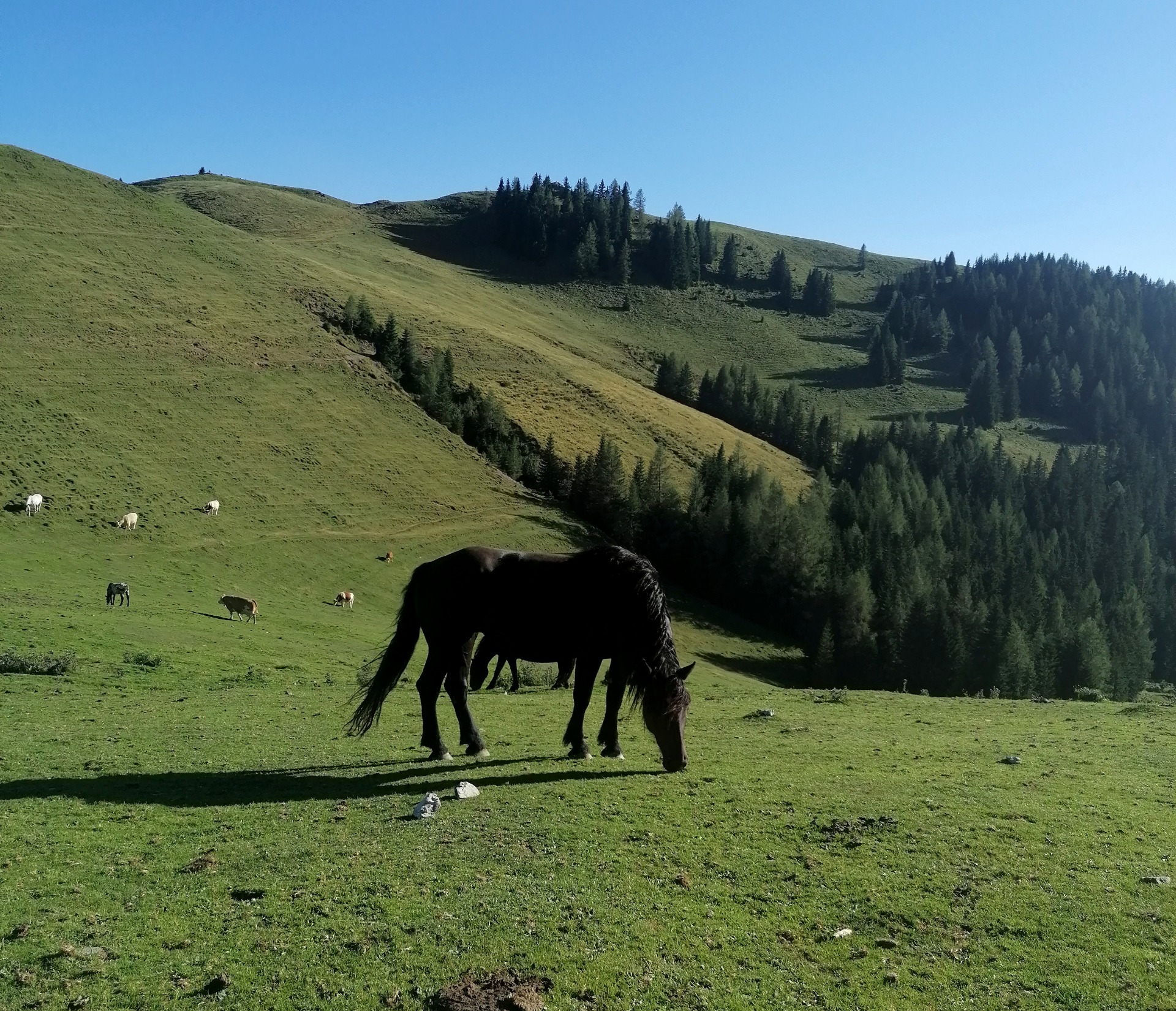 Volně pasoucí se koně u Feistritzer Alm